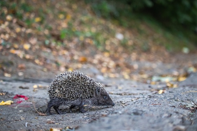 吸引了众多 吸引了众多